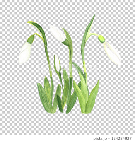 Watercolor snowdrops, hand-drawn illustration. Spring first flowers 124284927