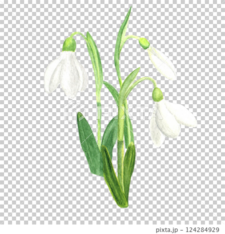 Watercolor snowdrops, hand-drawn illustration. Spring first flowers Watercolor snowdrops, hand-drawn illustration. Spring first flowers 124284929