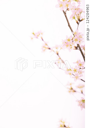 桜（白バック） 124284963