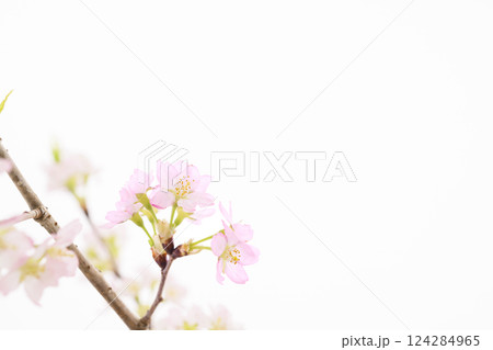 桜(白バック) 桜(白バック) 124284965