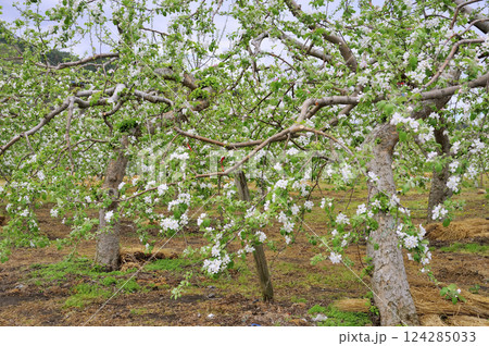 リンゴ畑 リンゴ畑 124285033