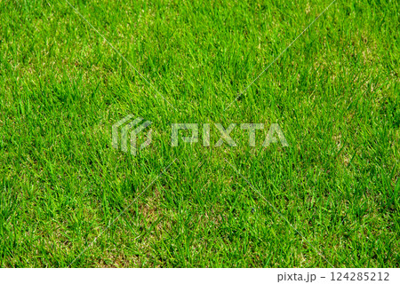 青々とした芝生 124285212