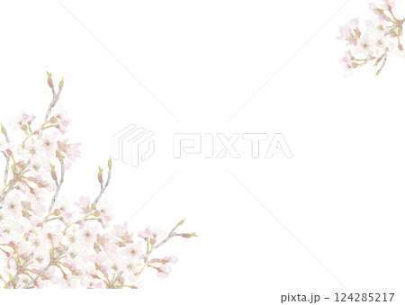 水彩で描いた透明感のある桜の背景  フレーム素材 【手描き】白バック 透過背景  コピースペースあり 124285217