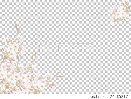 水彩で描いた透明感のある桜の背景  フレーム素材 【手描き】白バック 透過背景  コピースペースあり 124285217