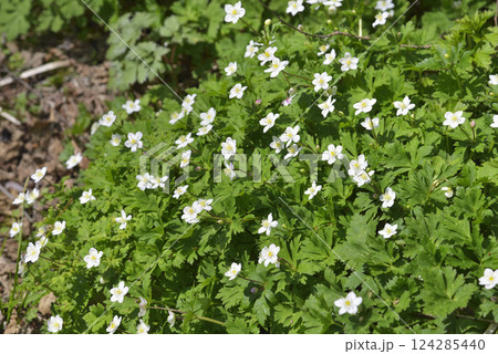 ニリンソウ 124285440