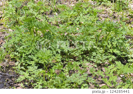 ドクゼリ 124285441