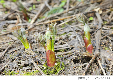 ウド ウド 124285443