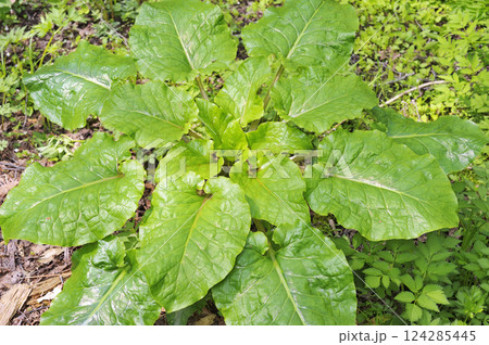 オオウバユリ オオウバユリ 124285445