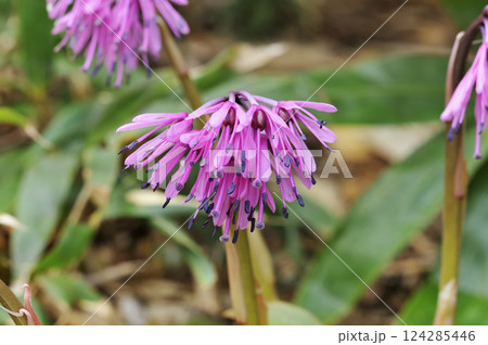 ショウジョウバカマ 124285446