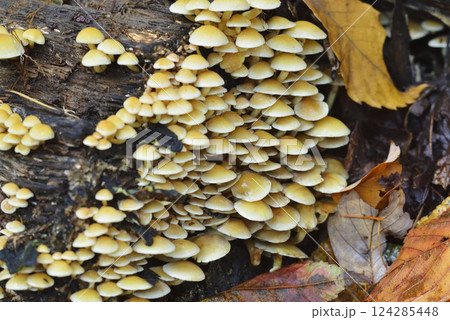 ニガクリタケ 124285448