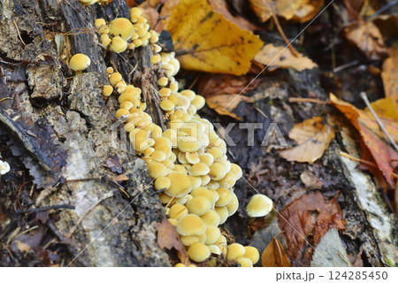 ニガクリタケ 124285450