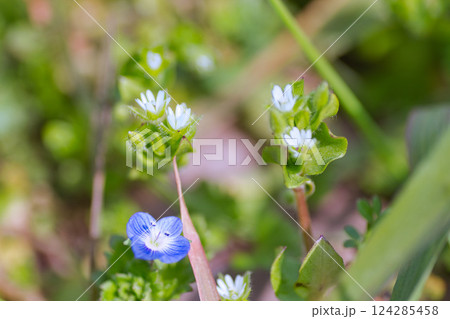 春まじかの花々 春まじかの花々 124285458
