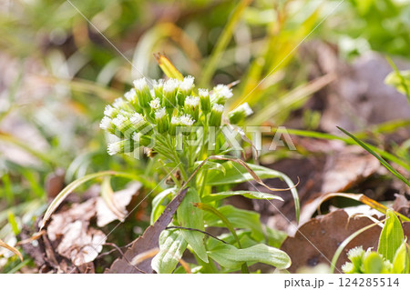 春まじかの花々 春まじかの花々 124285514