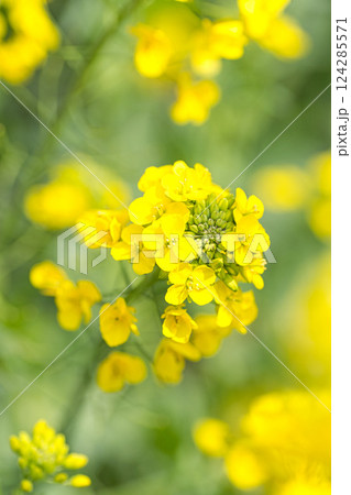 春まじかの花々 124285571