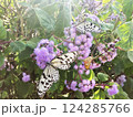 オオゴマダラとムラサキカッコウアザミ 124285766