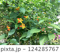 鮮やかに咲き誇るランタナ 124285767