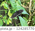 羽を休める黒い蝶々 124285770