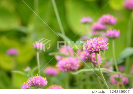 小さくて丸い花　ピンクの千日紅 124286007