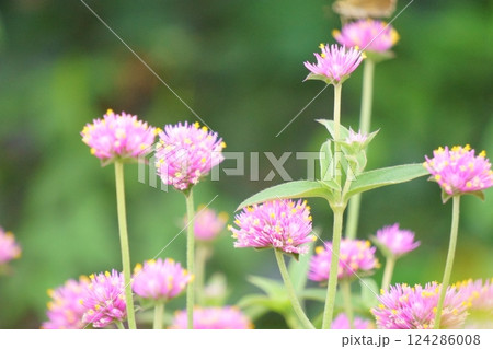 コロンとした丸い花　ピンクの千日紅 124286008