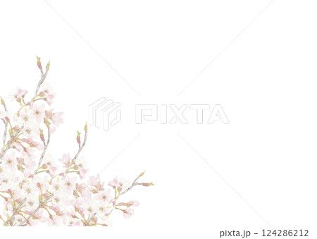 水彩で描いた透明感のある桜の背景 フレーム素材 【手描き】白バック 透過背景 コピースペースあり 124286212