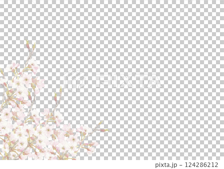水彩で描いた透明感のある桜の背景 フレーム素材 【手描き】白バック 透過背景 コピースペースあり 124286212