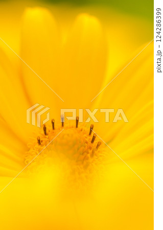 黄色のグラデーション ヘリオプシスの花 キクイモモドキヒメヒマワリ 124286399