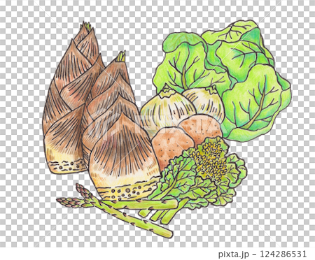 Illustration of spring vegetables 124286531