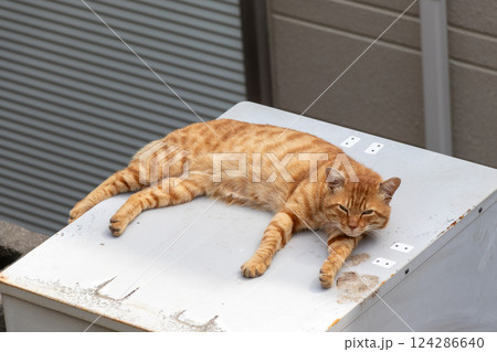 台の上で寝そべる野良猫 124286640
