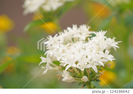 白い花　小さな花が集まったペンタス 124286642