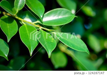 banyan tree or Ficus annulata or ficus bengalensis plant or leaf background banyan tree or Ficus annulata or ficus bengalensis plant or leaf background 124287147