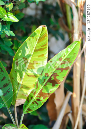 banana plant, blood banana or Musa acuminata or Musa balbisiana 124287149