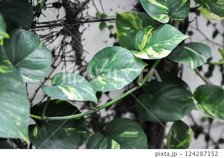 Devils Ivy, Golden Pothos or Hunters Robe or Epipremnum aureum or Araceae 124287152