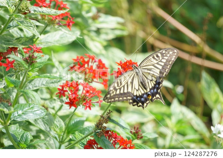 赤い花と蝶　ペンタスとアゲハ蝶 124287276