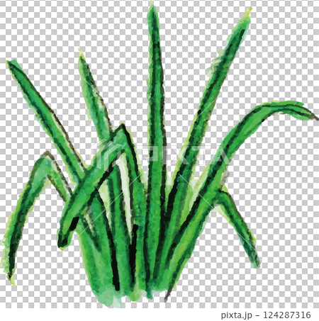 芳香精油柑橘檸檬草 124287316