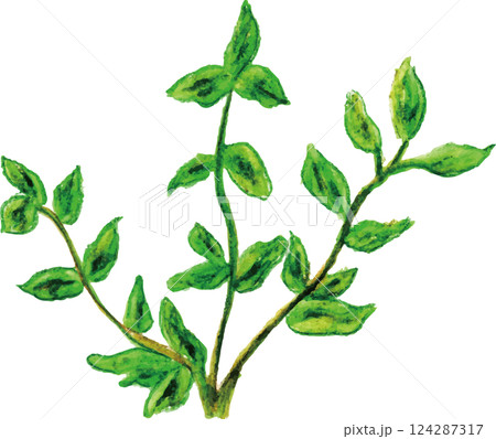 アロマエッセンシャルオイル　ハーブ系　マージョラム 124287317