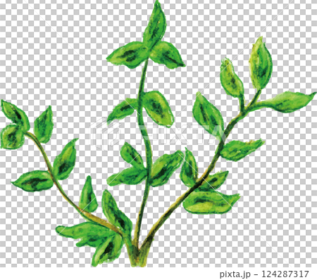 アロマエッセンシャルオイル　ハーブ系　マージョラム 124287317