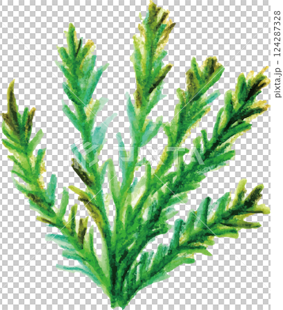 基於芳香精油樹的茶樹 基於芳香精油樹的茶樹 124287328