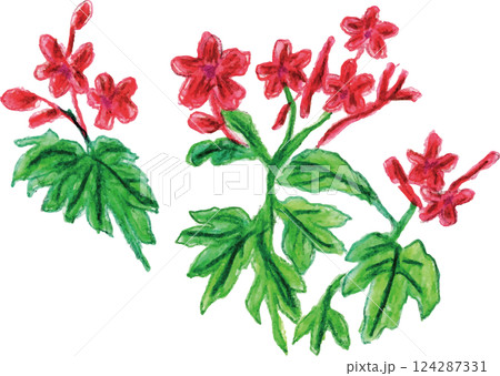 アロマエッセンシャルオイル　フローラル系　ゼラニウム 124287331