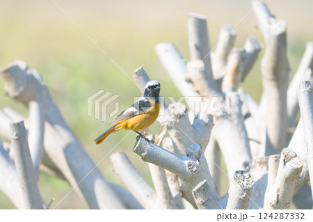 ジョウビタキ（オス） 124287332