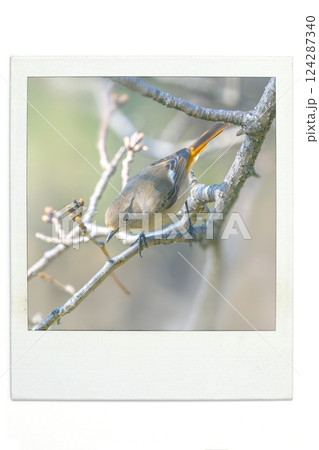 ジョウビタキ（メス）ポラ風 124287340