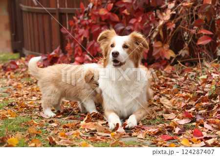 Border collie bitch with its puppy in front of red leaves Border collie bitch with its puppy in front of red leaves 124287407