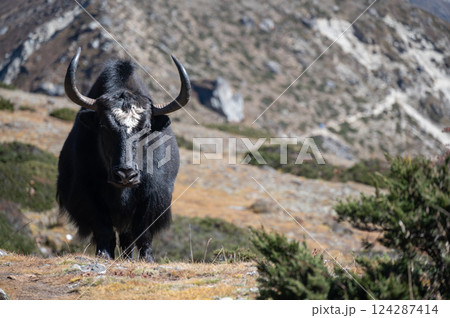 Domestic black Yak on the way to Everest base camp in Nepal. 124287414