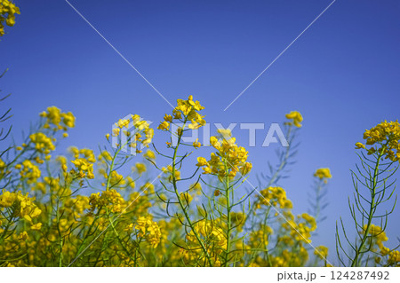 <五島の風景>晴れた日の菜の花 <五島の風景>晴れた日の菜の花 124287492