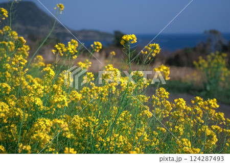＜五島の風景＞晴れた日の菜の花 124287493