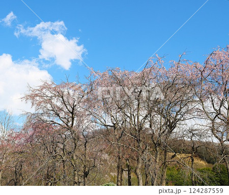 穏やかな春の日　桜を眺めながら散策する 124287559