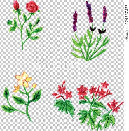 芳香精油花香 124287877