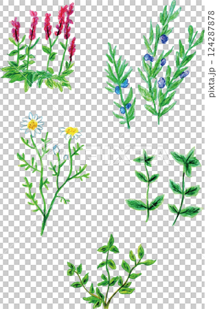 芳香精油草本 124287878