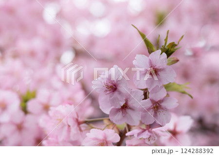 初春の陽光を受けてピンクに輝く河津桜 124288392