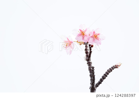 初春の陽光を受けてピンクに輝く河津桜 124288397