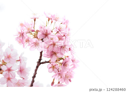 初春の陽光を受けてピンクに輝く河津桜 124288460